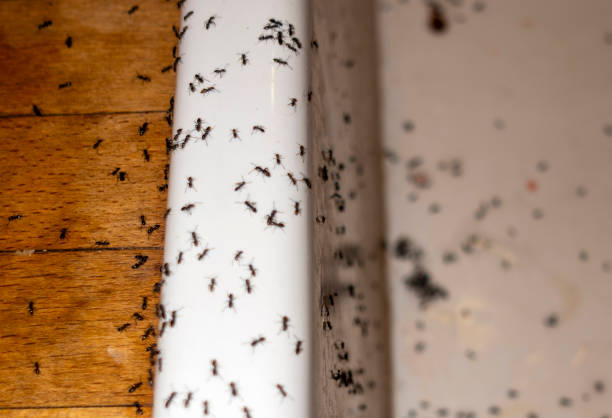 Best Termite Control Services  in Waimea, HI